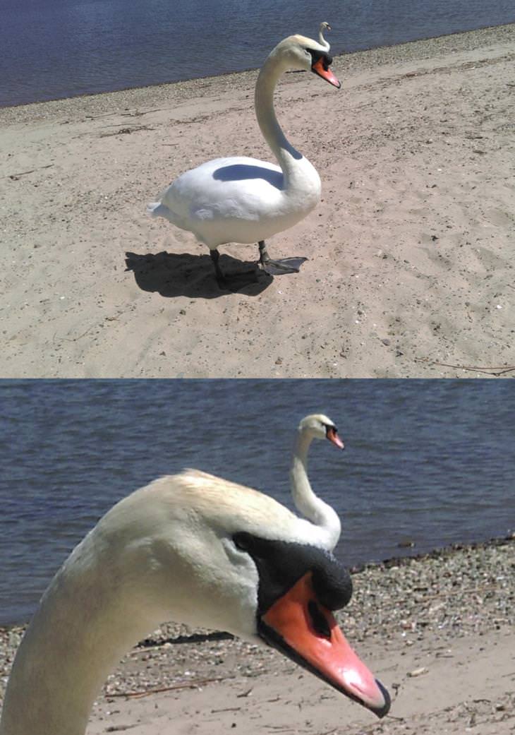 Fotos Confusas Este cisne parece tener otro cisne en la cabeza
