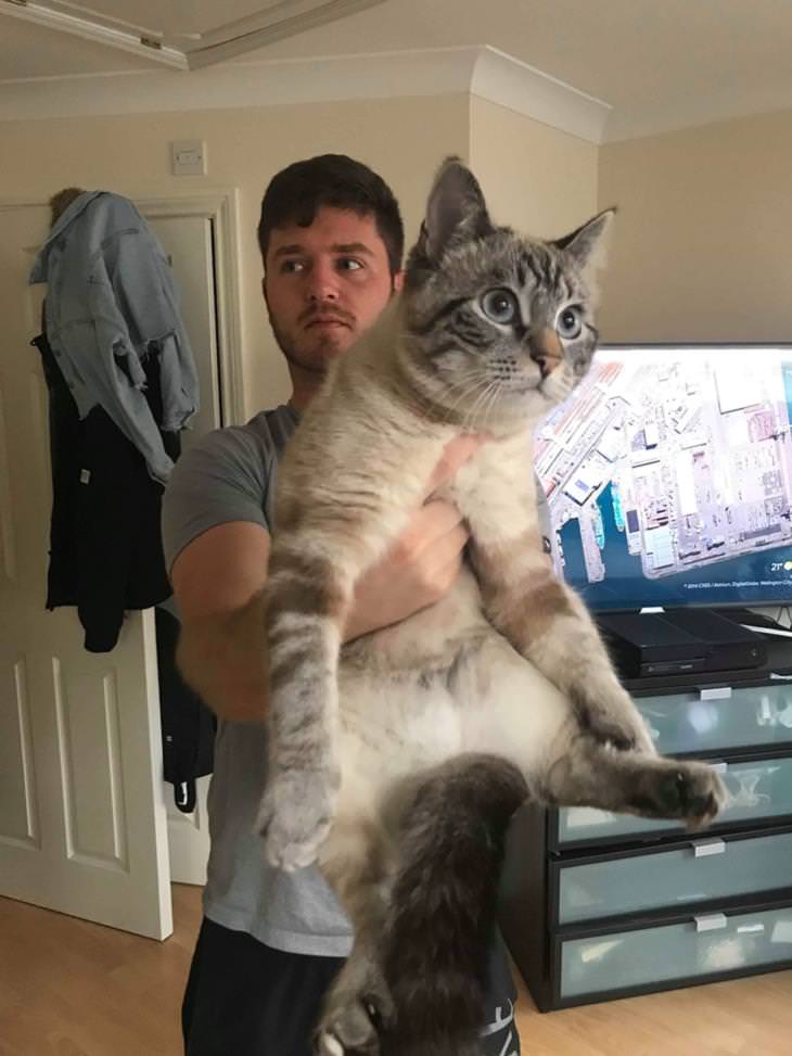 Fotos Confusas Gato gigante