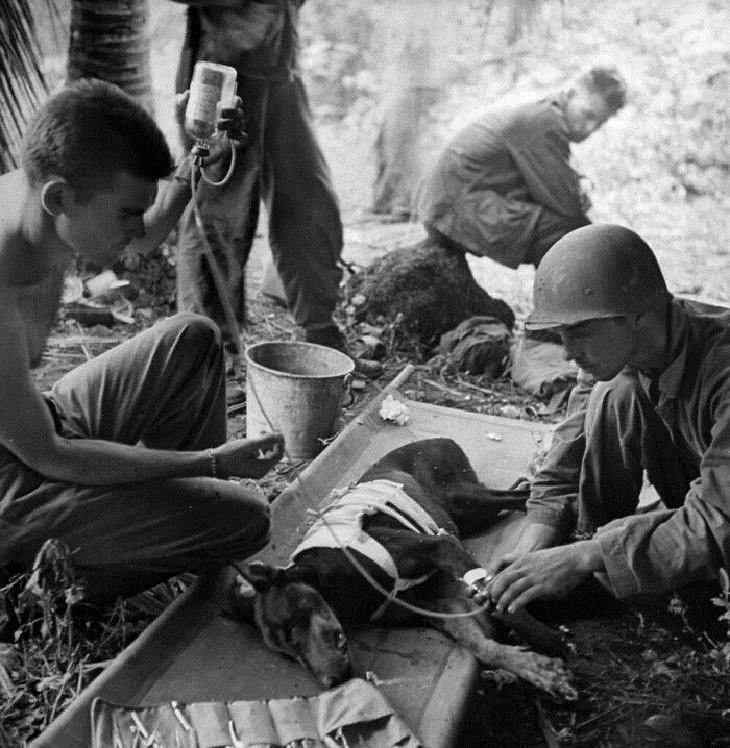 Fotos Históricas Raras Las tropas estadounidenses tratan a un perro herido en la península de Orote - 1944