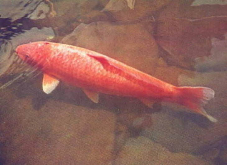  8. Nacido en Japón en 1751 y viviendo hasta el 7 de julio de 1977, el koi Hanako fue el pez koi más antiguo jamás registrado. Falleció a la edad de 226 años.