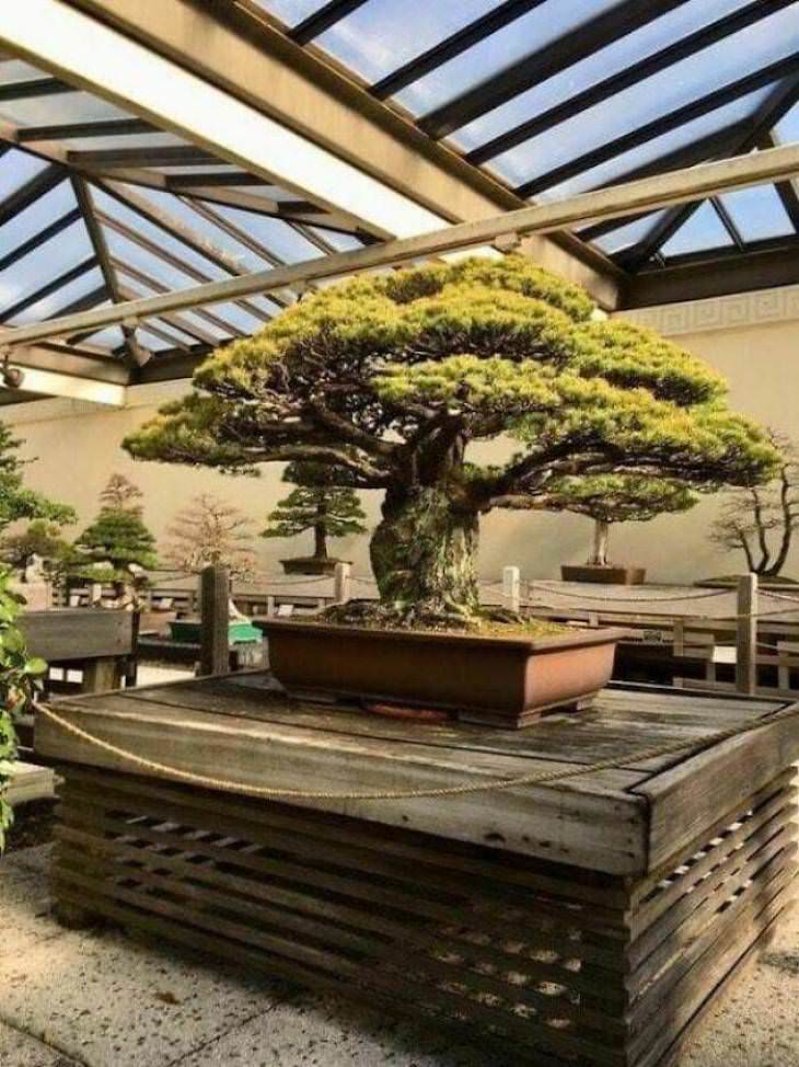 7. Este bonsai de 400 años sobrevivió al bombardeo de Hiroshima en Japón.
