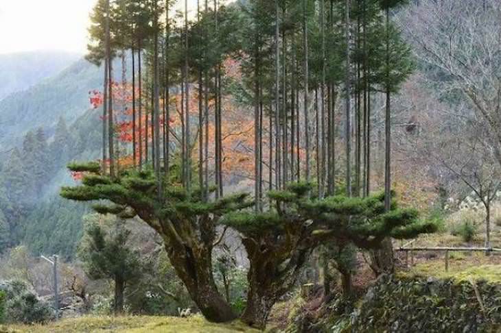 14. Existe un antiguo método de poda japonés del siglo XIV que permite la producción de madera sin talar árboles. Se llama "daisugi".