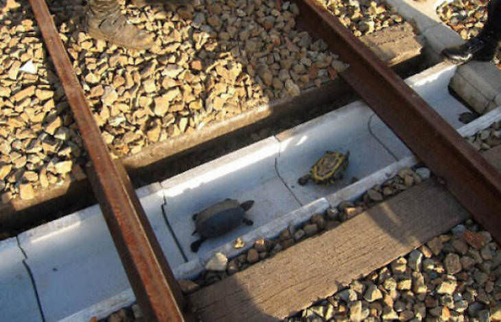 5. Las vías del tren en Japón tienen vías especiales para las tortugas. Evitan tanto las bajas de tortugas como los retrasos en los trenes.