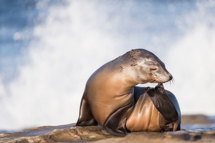 Fotos Ganadoras De Las Maravillas Del Océano Mención de honor en la categoría de paisajes marinos sobre el agua: un león marino de California bebé que se arregla la barbilla con su aleta