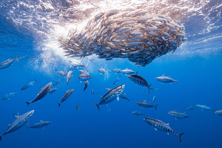 Fotos Ganadoras De Las Maravillas Del Océano El segundo lugar en la categoría de descubrimientos oceánicos: un banco de sardinas de caza de atún listado