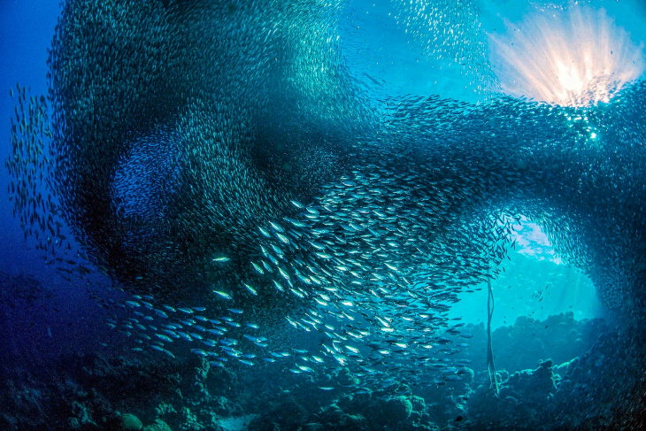 Fotos Ganadoras De Las Maravillas Del Océano El segundo lugar en la categoría de paisajes marinos submarinos: una nube de sardinas frente a la costa de la isla Cebù en Filipinas