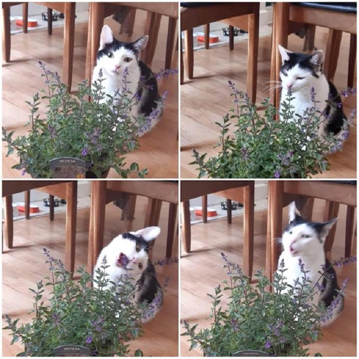 8. "Las 4 etapas de la primera experiencia con la hierba gatera de mi gato".
