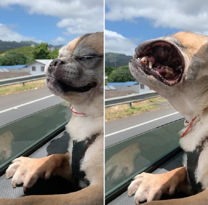  3. "Mi perro, antes y después de tomar aire en la autopista".