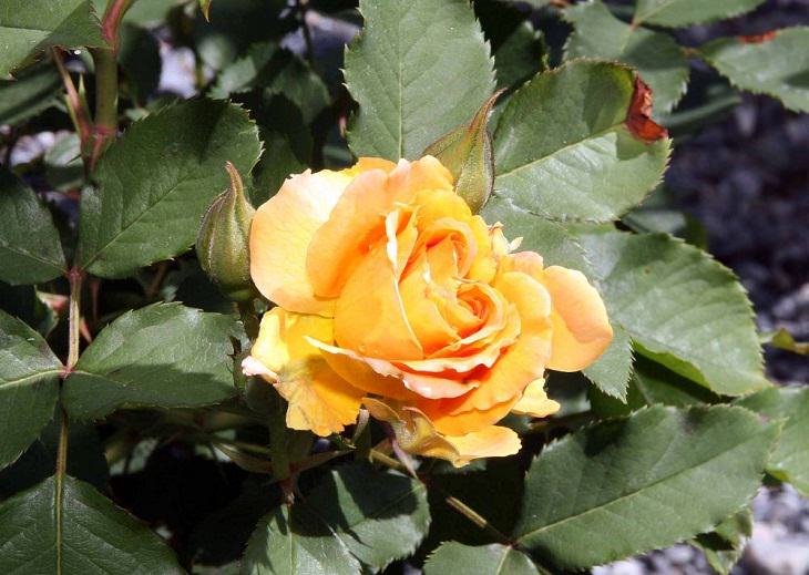 9 Rosas Que Llenarán Tu Jardín De Hermosos Aromas Perfume de miel