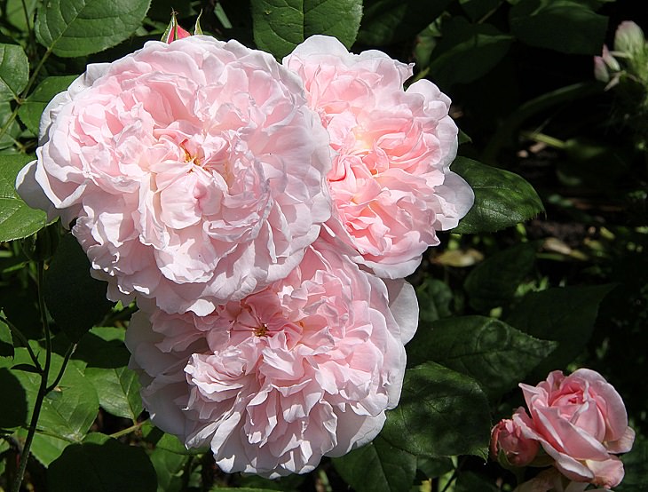  9 Rosas Que Llenarán Tu Jardín De Hermosos Aromas Patrimonio