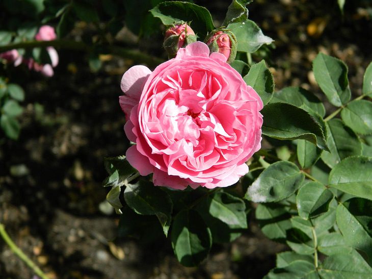  9 Rosas Que Llenarán Tu Jardín De Hermosos Aromas Louise Odier