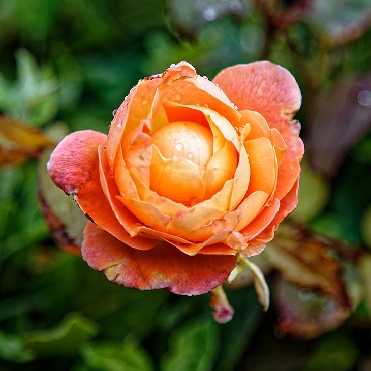  9 Rosas Que Llenarán Tu Jardín De Hermosos Aromas Lady Emma Hamilton