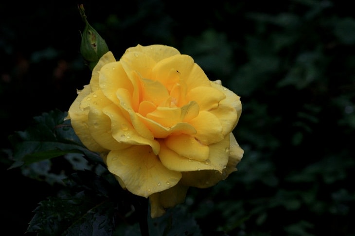  9 Rosas Que Llenarán Tu Jardín De Hermosos Aromas Sunsprite