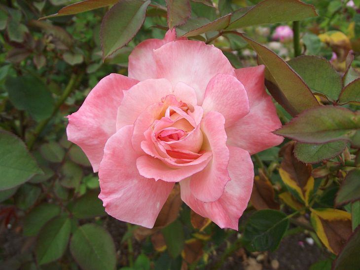  9 Rosas Que Llenarán Tu Jardín De Hermosos Aromas Secreto