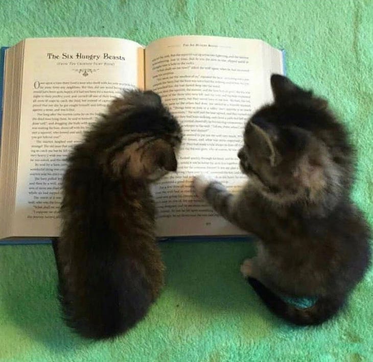 Fotos De Gatos Con Comportamientos Extraños Gatitos leyendo