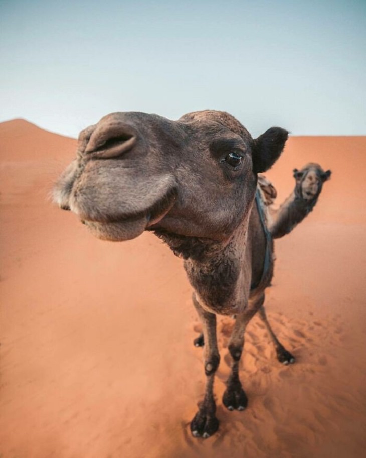 Fotobombas Divertidas Camellos