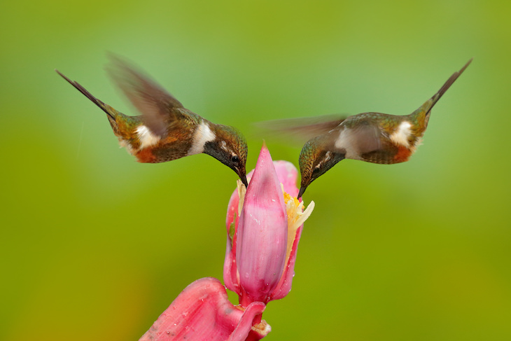11. Los colibríes son uno de los animales más rápidos de la Tierra en relación con el tamaño de su cuerpo. Pueden cubrir más longitudes corporales por segundo que cualquier otro vertebrado y pueden superar a los aviones de combate e incluso a los transbordadores espaciales.