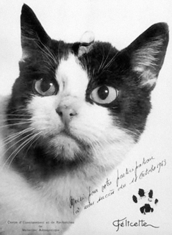 3. El 18 de octubre de 1963, científicos franceses lanzaron un cohete al espacio que contenía un gato llamado Felicette. Orbitó cerca de 100 millas sobre la tierra, luego descendió de manera segura al suelo usando un paracaídas especial. Felicette tiene el gran honor de ser el único gato lanzado al espacio hasta ahora.