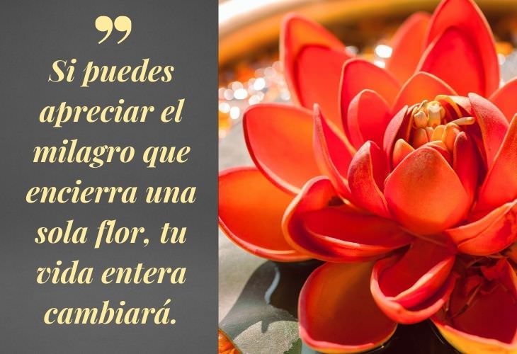 12 Inspiradoras Frases Budistas Si puedes apreciar el milagro que encierra una sola flor, tu vida entera cambiará