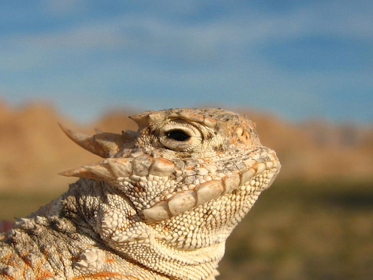 Hechos Espeluznantes Comprobados Los lagartos cornudos tienen la forma más espeluznante de protegerse de los depredadores