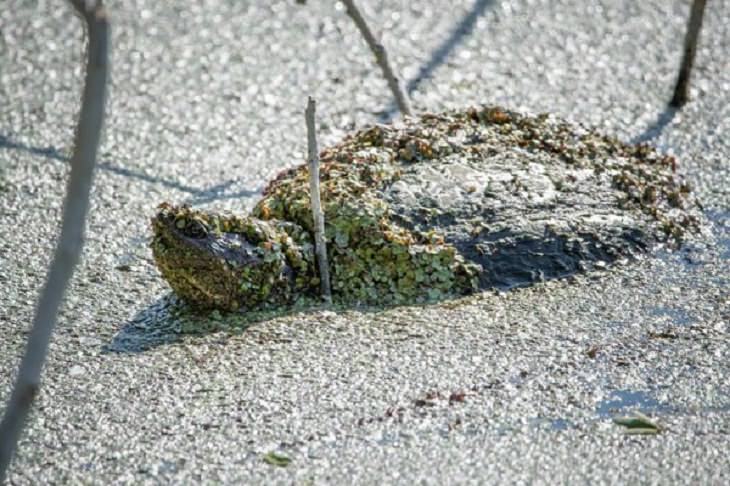 11. Esta tortuga mordedora parece una roca cubierta de musgo en un lago