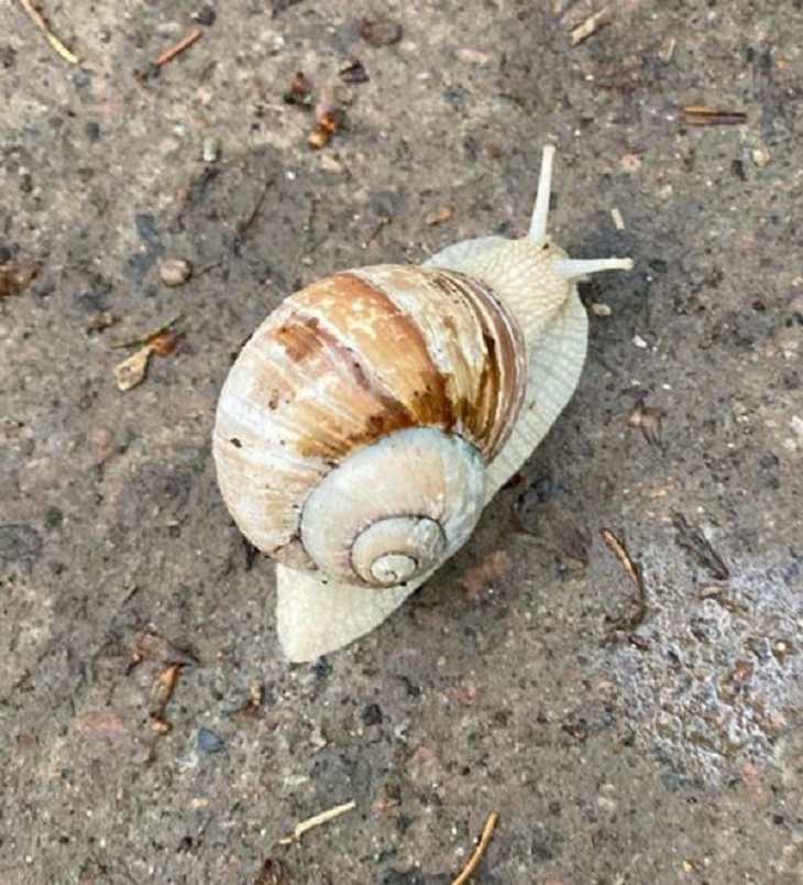 Nature Pics, albino snail