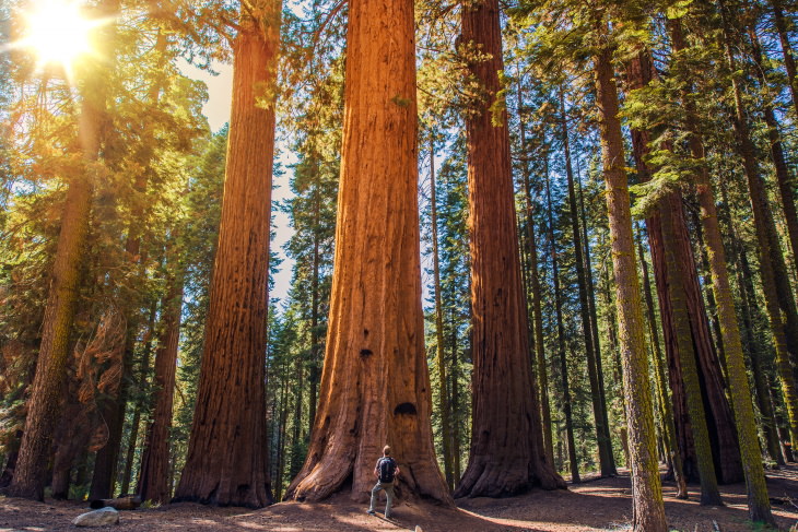 15 Parques Nacionales De Fama Mundial Parque Nacional Sequoia, California