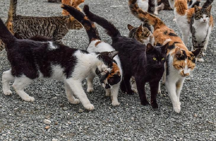 Estudio Demuestra El Vínculo Afectivo Entre Los Gatos y Sus Dueños