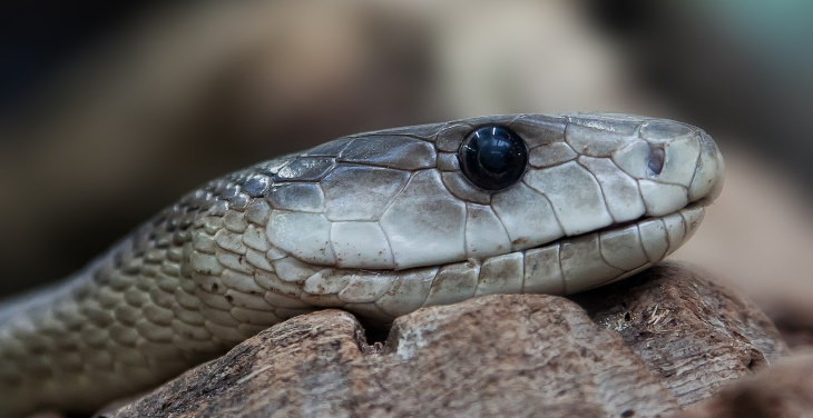 Hechos Espeluznantes Comprobados  La mamba negra no solo es extremadamente venenosa, también es una de las serpientes más rápidas del mundo