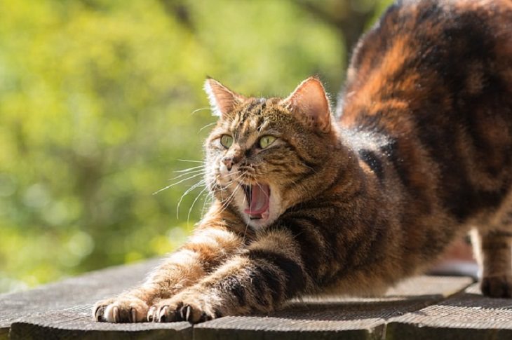 Estudio Demuestra El Vínculo Afectivo Entre Los Gatos y Sus Dueños Gato bostezando