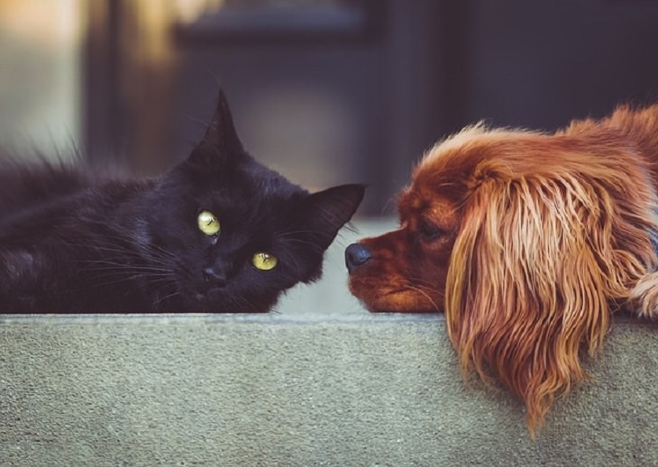 Estudio Demuestra El Vínculo Afectivo Entre Los Gatos y Sus Dueños Gato junto a perro