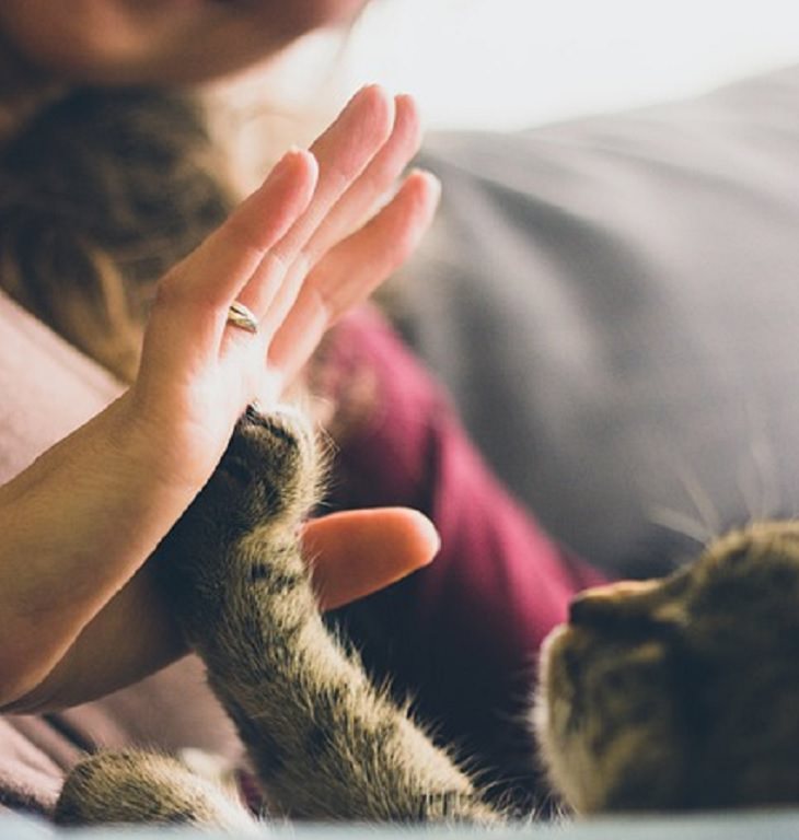 Estudio Demuestra El Vínculo Afectivo Entre Los Gatos y Sus Dueños Gato estrechando la mano de su dueña