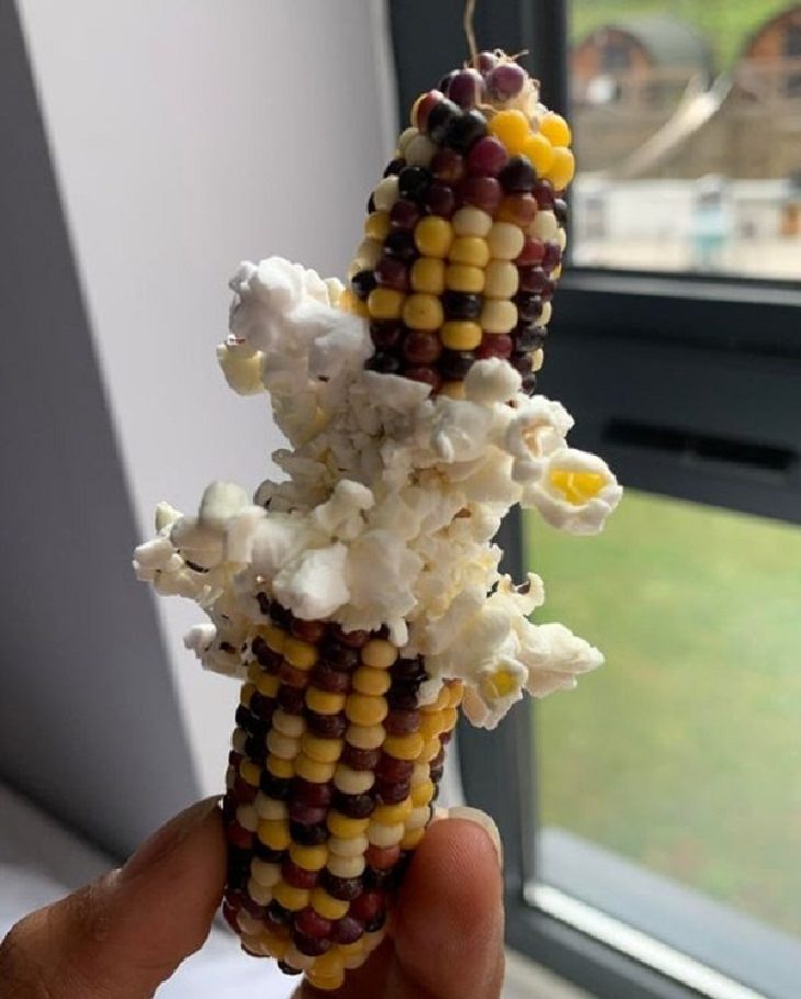5. Este maíz ha reventado de la forma más inusual.