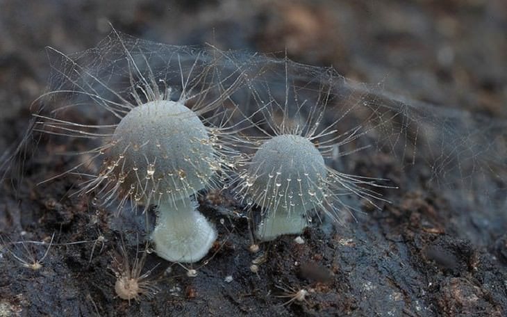Maravillosas Fotografías De Hongos Mycena peluda con telarañas
