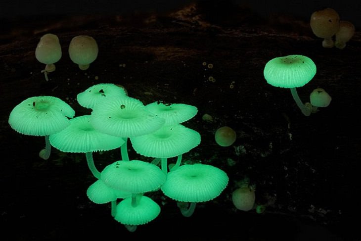 Maravillosas Fotografías De Hongos Hongos luminosos (Mycena chlorophos)