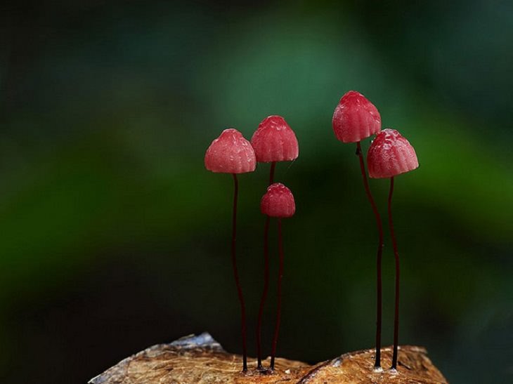 Maravillosas Fotografías De Hongos Marasmius haematocephalus Color rojo