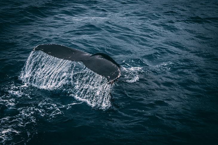 9. Por primera vez en 100 años, los científicos vieron un gran grupo de ballenas azules en el Océano Atlántico.
