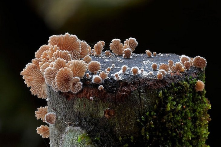 Maravillosas Fotografías De Hongos Schizophyllum commune