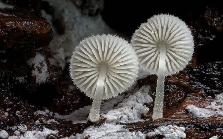 Maravillosas Fotografías De Hongos Mycena blanca