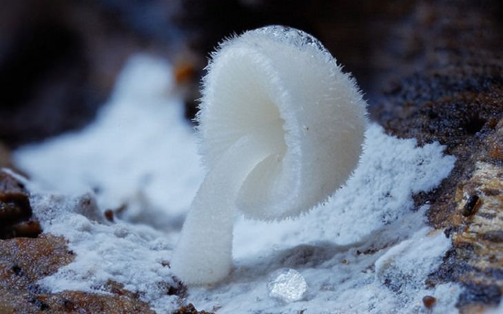 Maravillosas Fotografías De Hongos Marasmius haematocephalus Color blanco