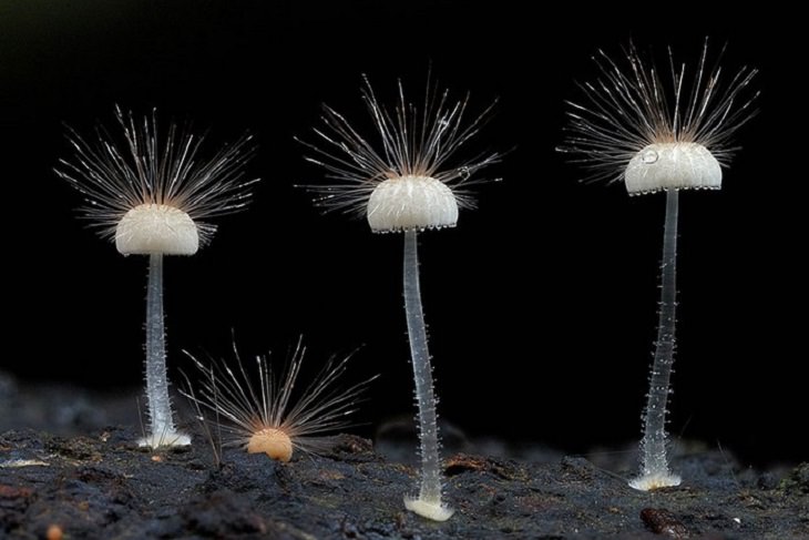 Maravillosas Fotografías De Hongos Mycena peluda