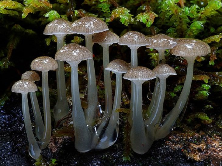 Maravillosas Fotografías De Hongos Mycena austrororida