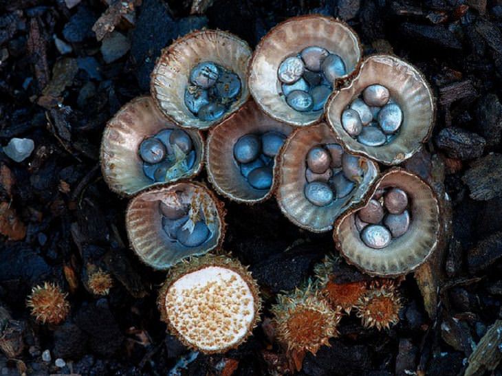 Maravillosas Fotografías De Hongos Leratiomyces sp. / Encontrado en la Reserva Booyong, Booyong, NSW