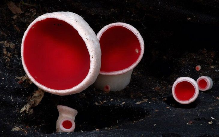 Maravillosas Fotografías De Hongos Hongos de tapa roja