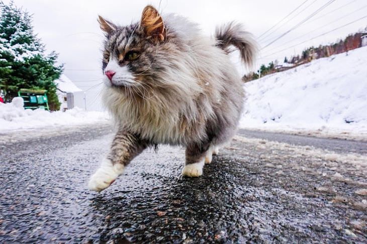 5. Un majestuoso gato forestal noruego