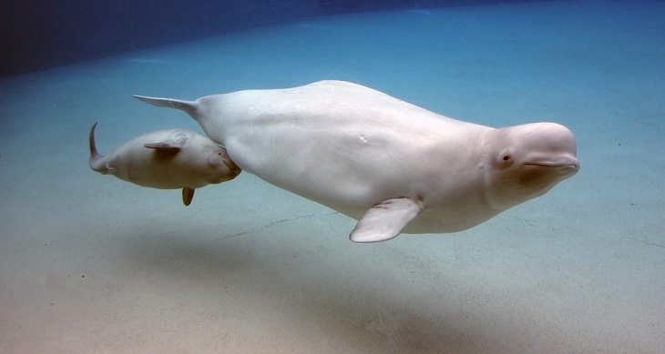 10 Criaturas Marinas Más Amigables Del Mundo Ballenas beluga (Delphinapterus leucas)