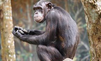 מבחן הבדלי חיות: קוף שחור בגודל בינוני