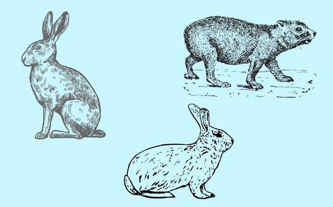 מבחן הבדלי חיות: שפן, ארנבת וארנבון