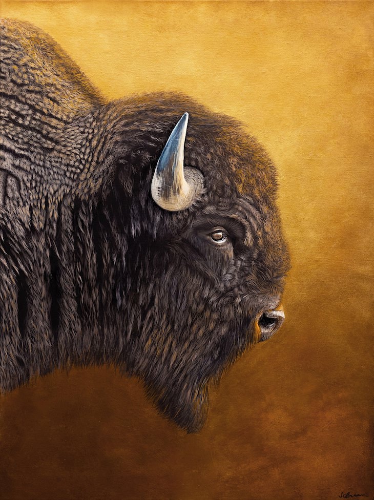 Retratos De Animales Por Sophie Green bison