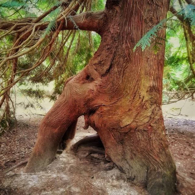 1. ¡Esta raíz parece un elefante!